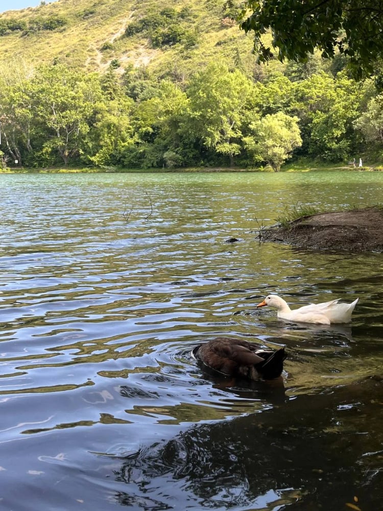 Turtle Lake — Tbilisi