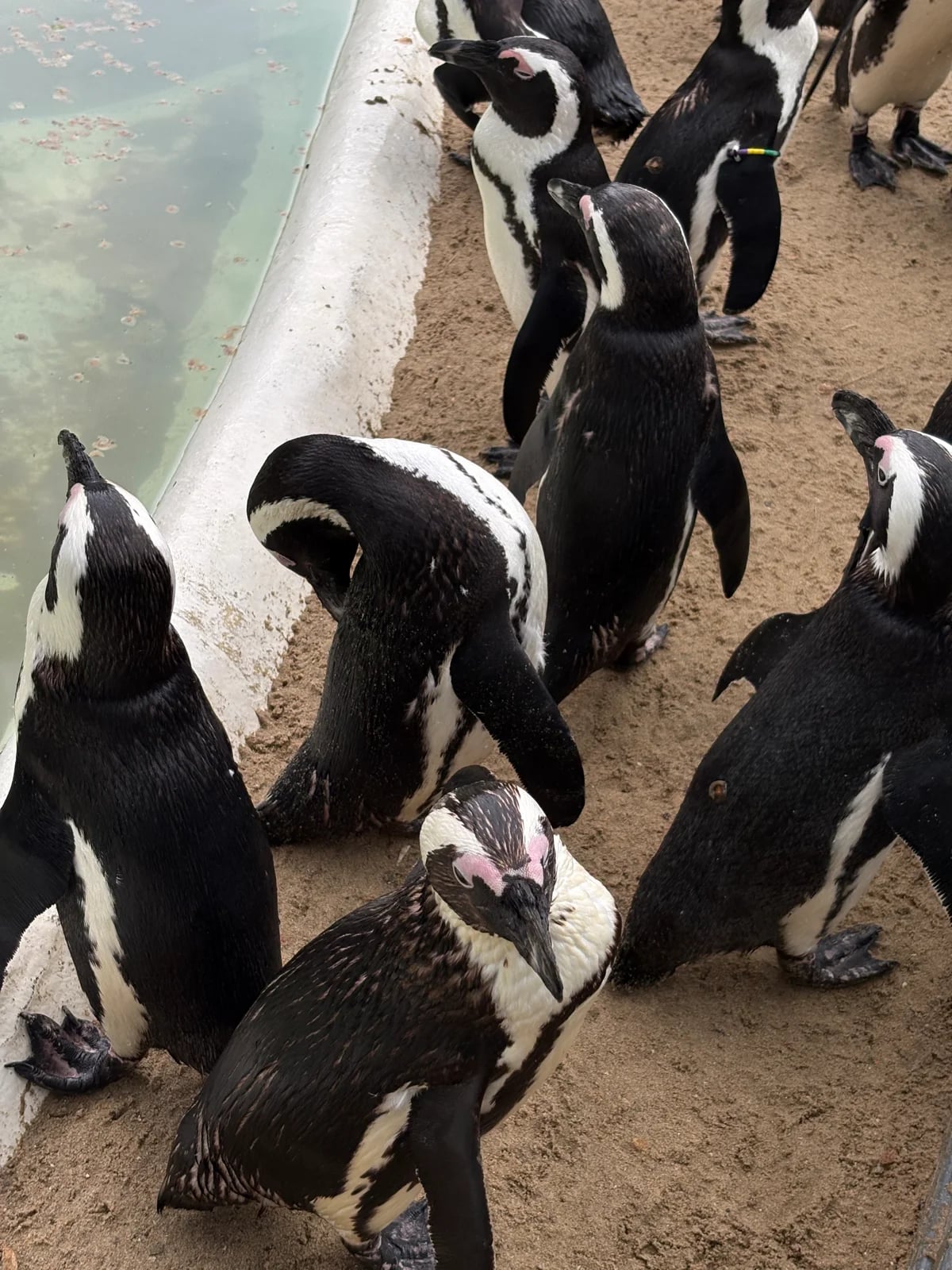 Aachener Zoo Euregiozoo