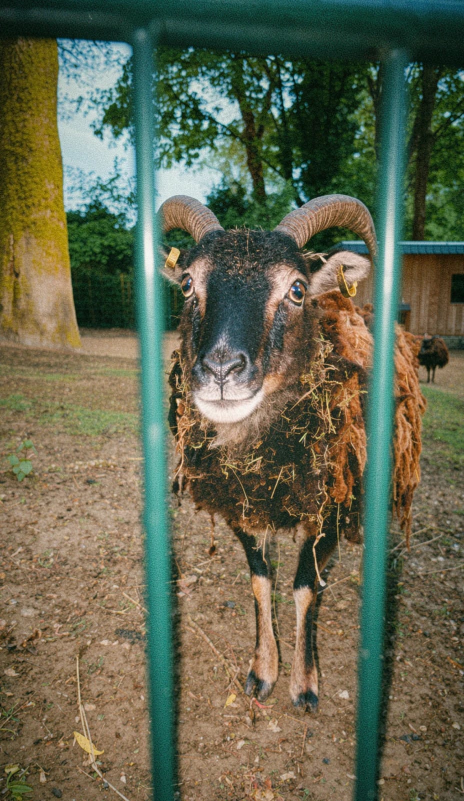 Aachener Zoo Euregiozoo