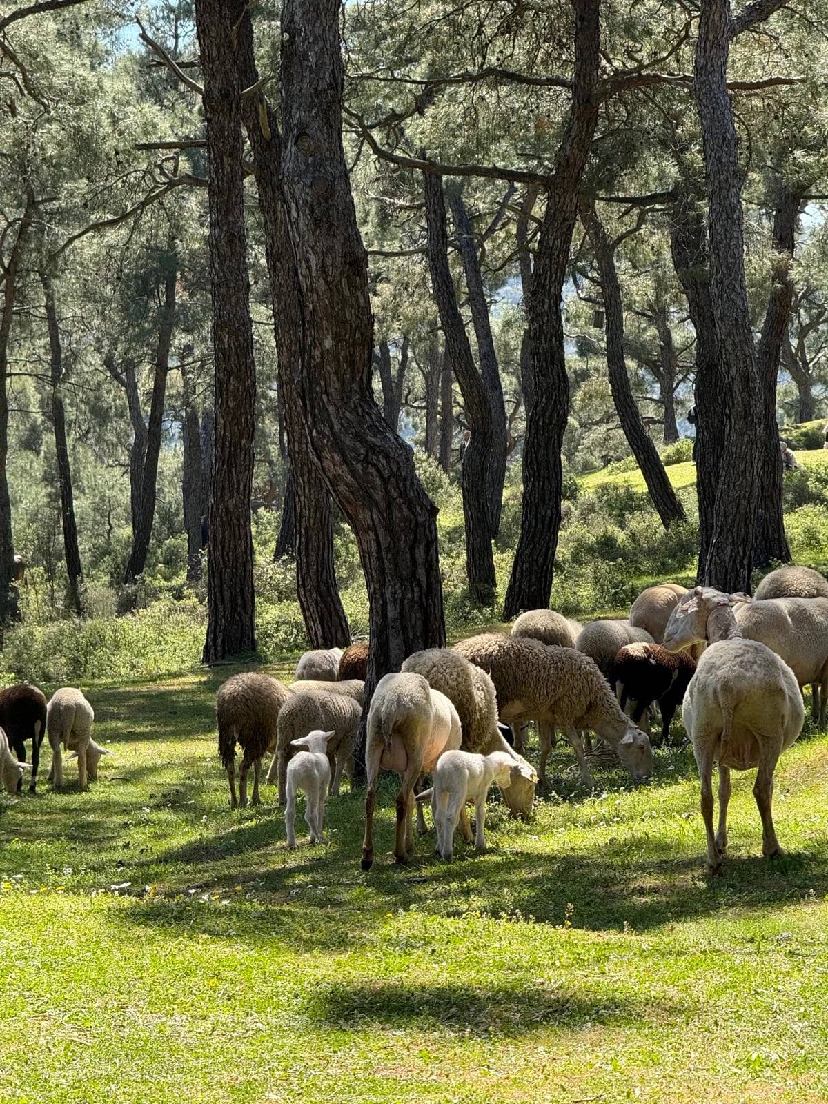 Büyükada