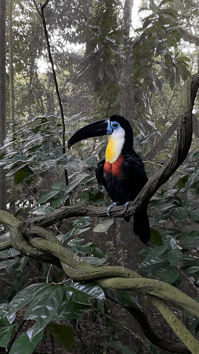 Singapore Zoo