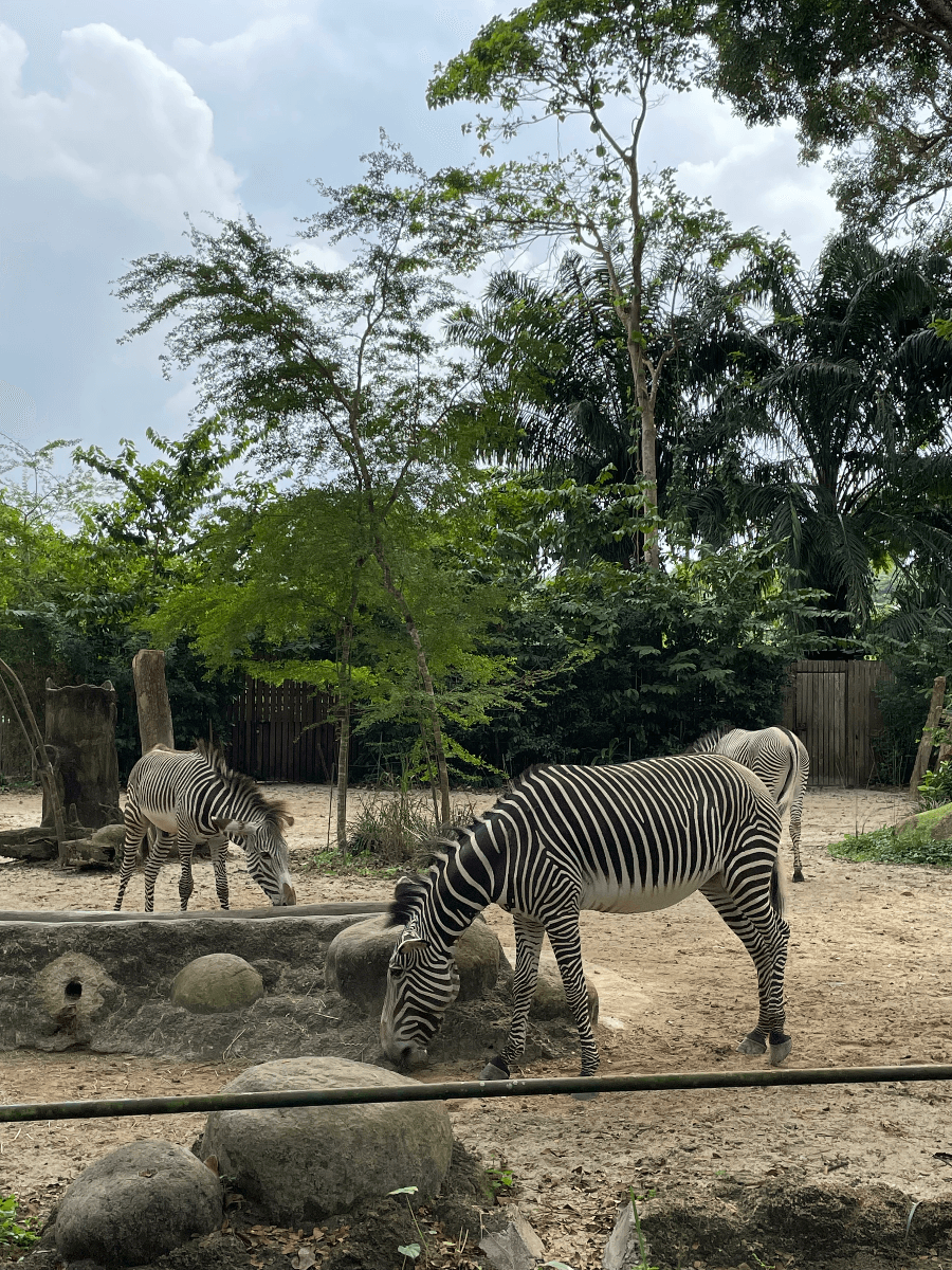 Singapore Zoo