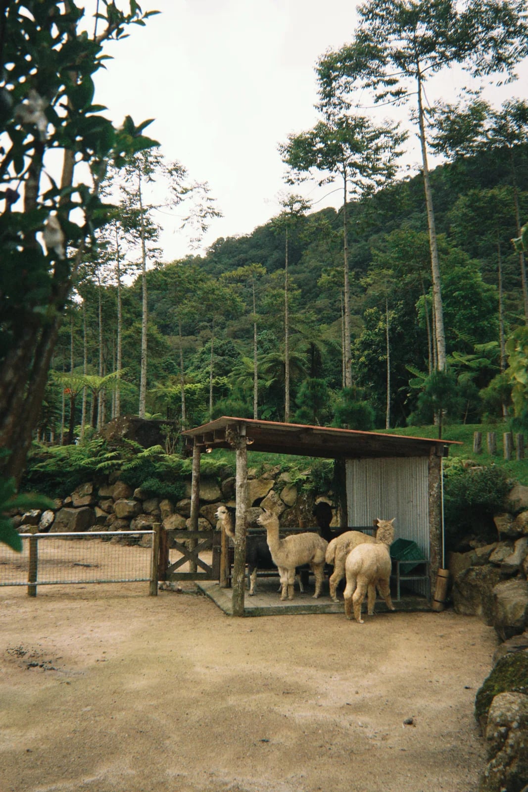 Bali Farm House