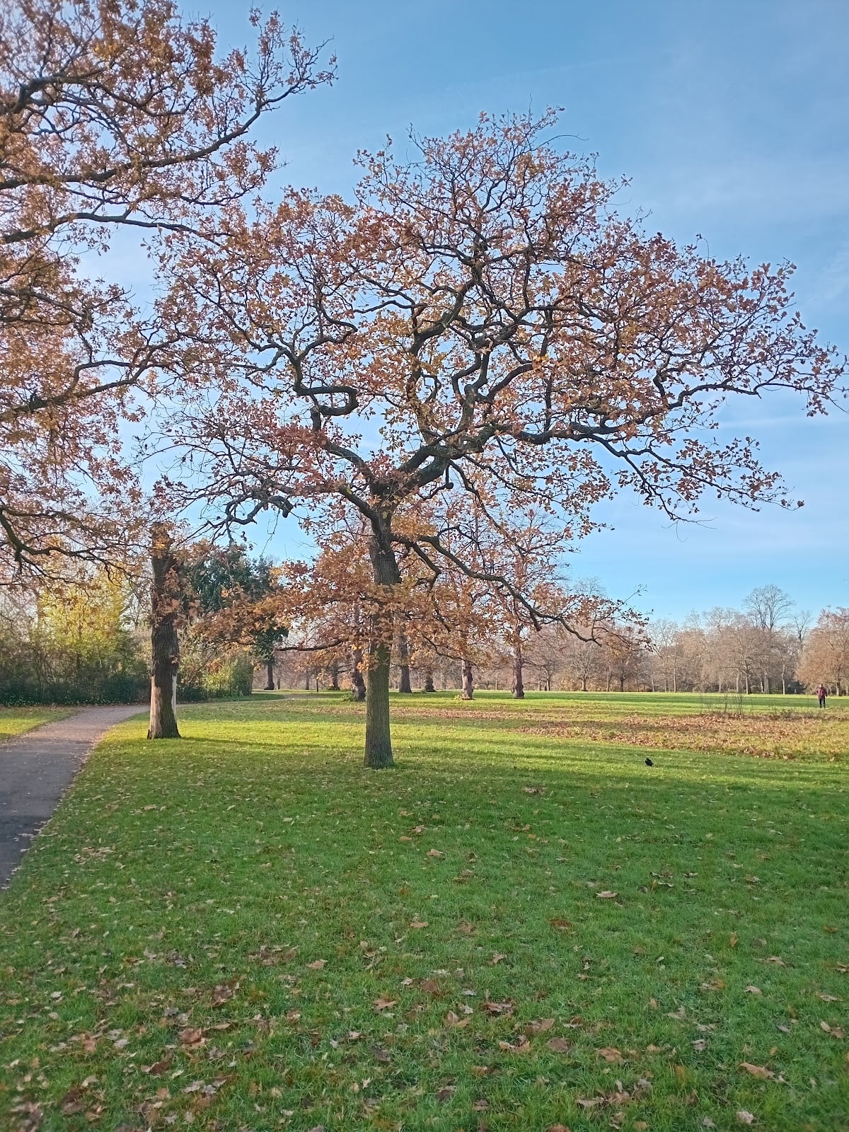 Reformer's Tree