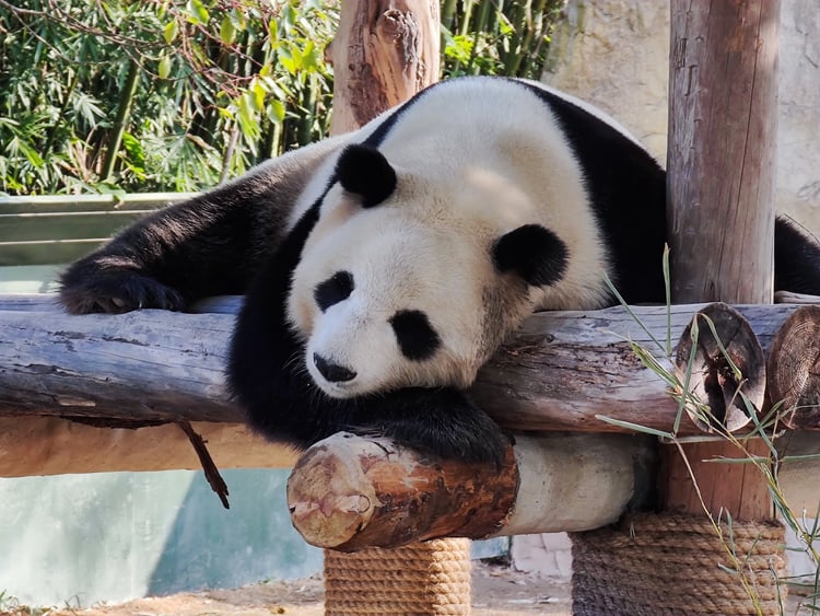 Shanghai Wild Animal Park — Shanghai
