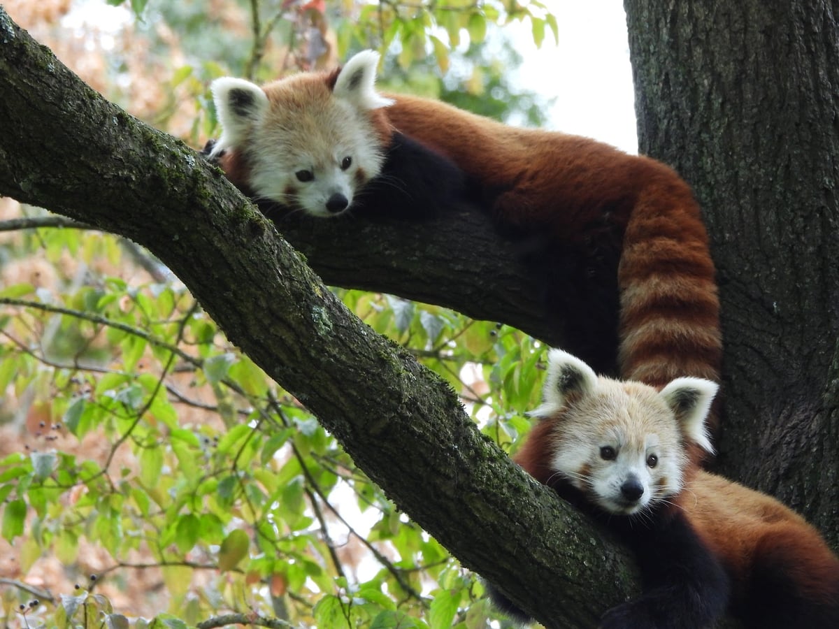 Aachener Zoo Euregiozoo