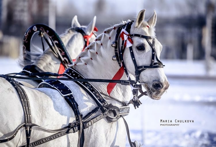 Rossiyskiye Ippodromy — Moscow