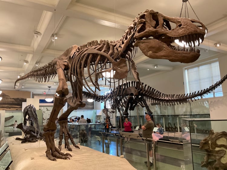 American Museum of Natural History — New York