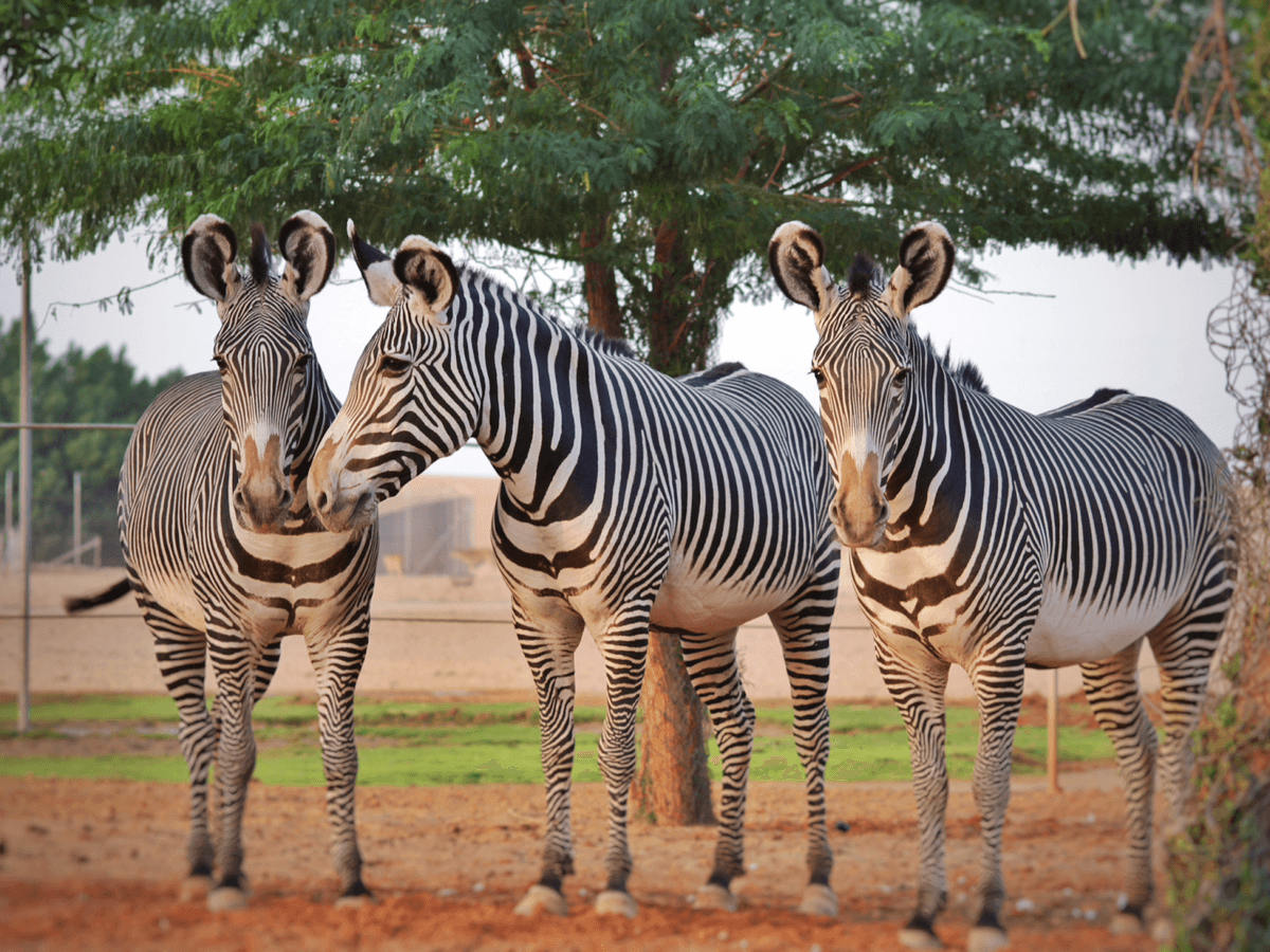 Nofa Wildlife Park