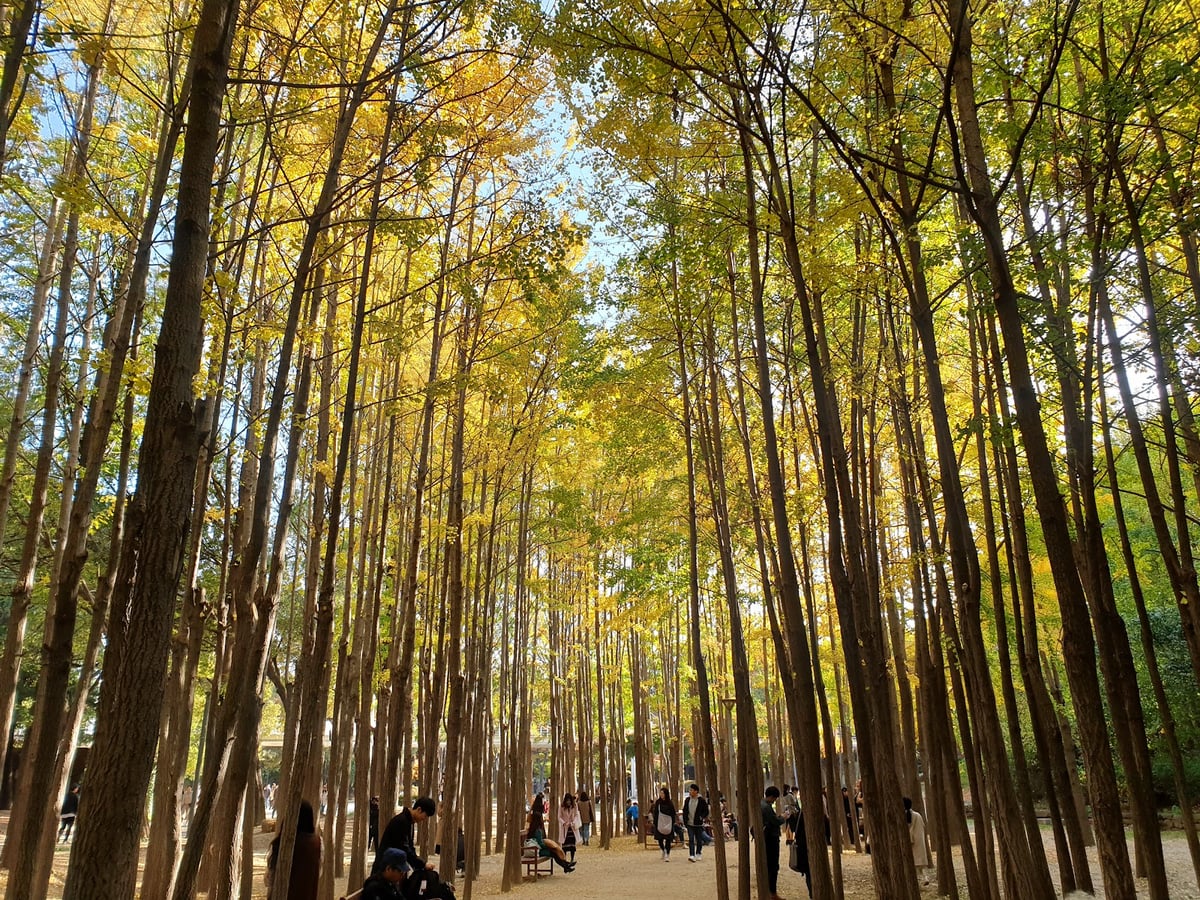 Seoul Forest Park