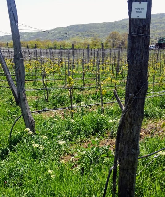 Gotsa Biodynamic Vineyard