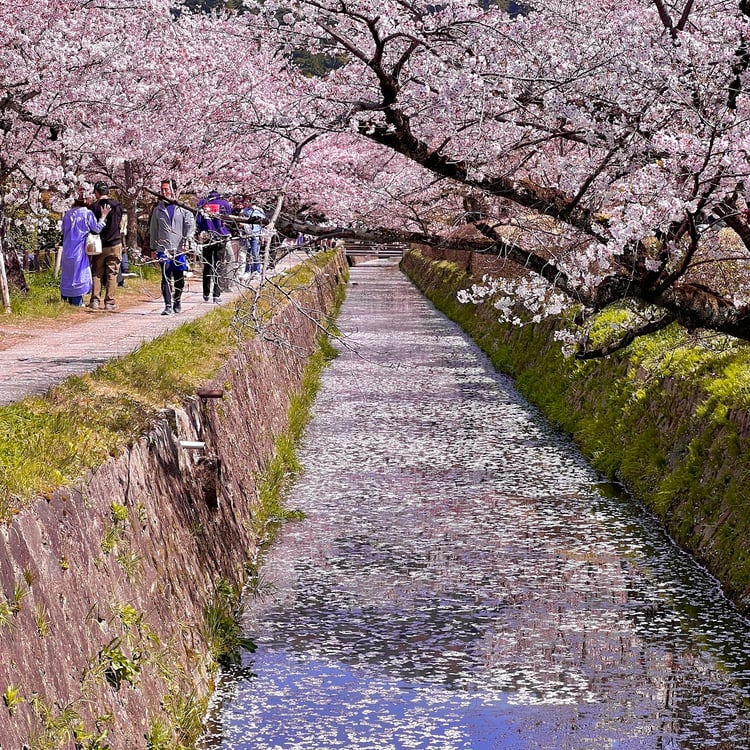 Philosopher's Path (Tetsugaku no Michi) — Kyoto