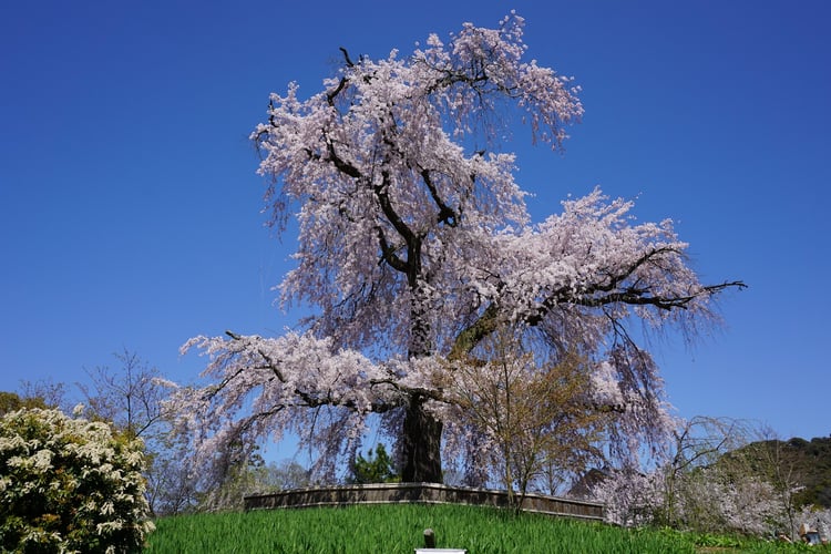 Maruyama Park — Kyoto