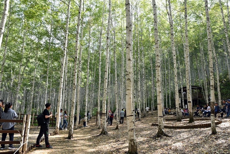Wondae-ri Birch Forest — Inje-gun