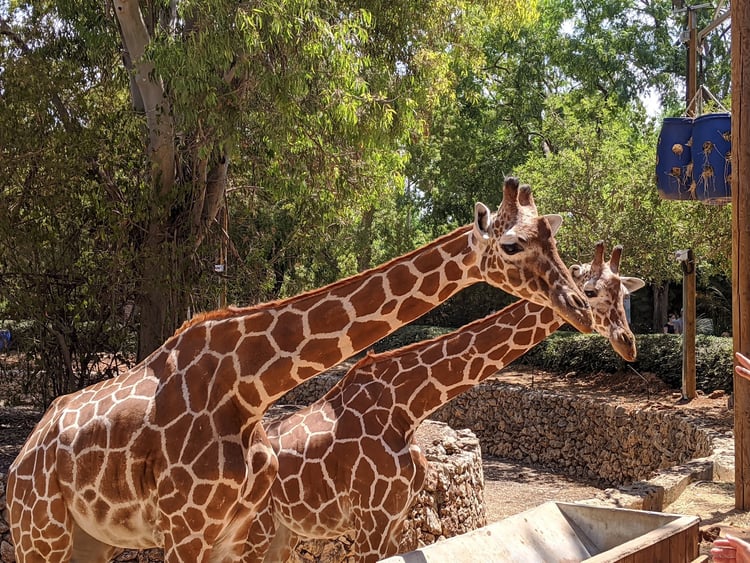 Safari — Ramat Gan