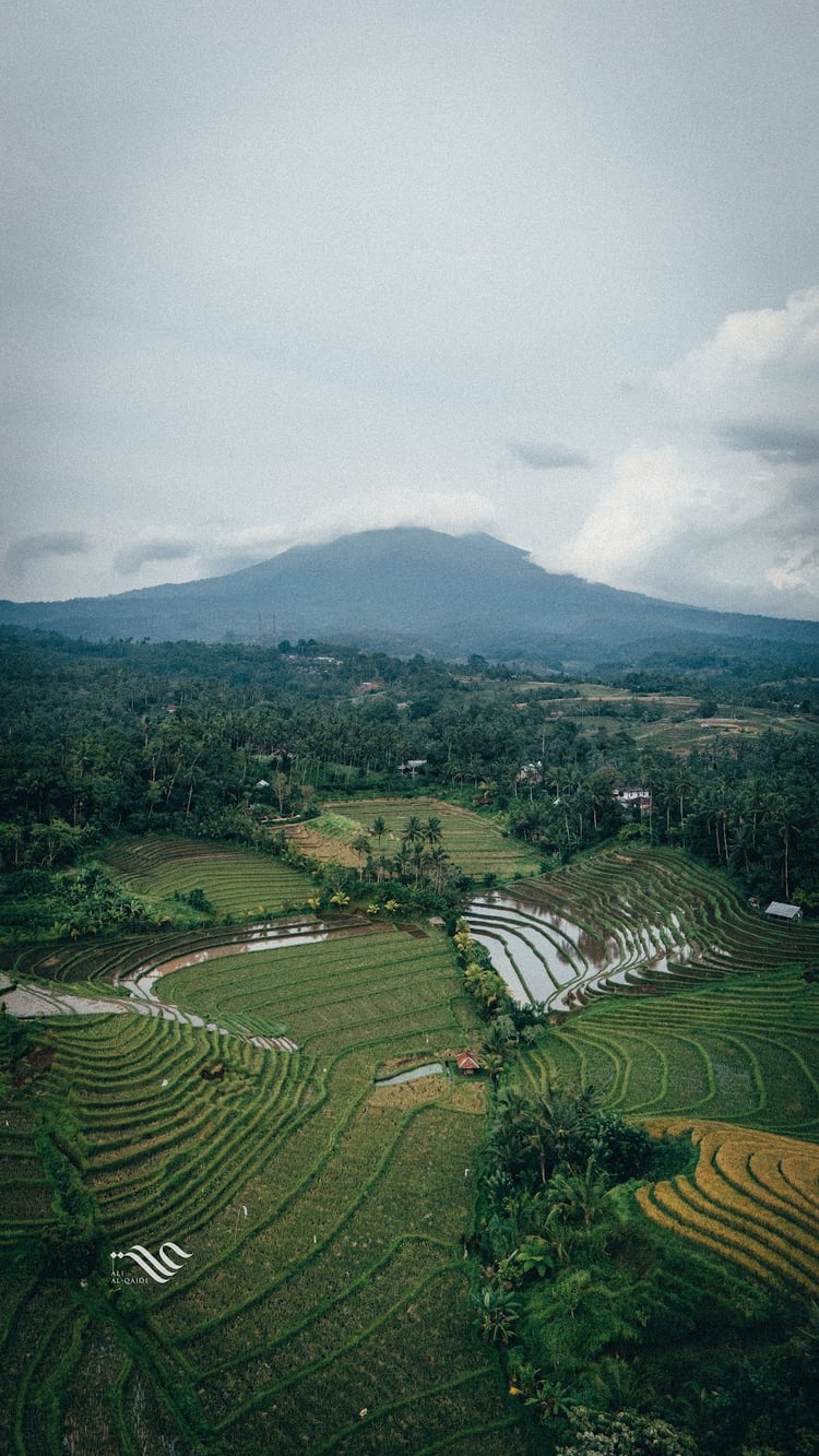 Belimbing Rice Terraces — Bali